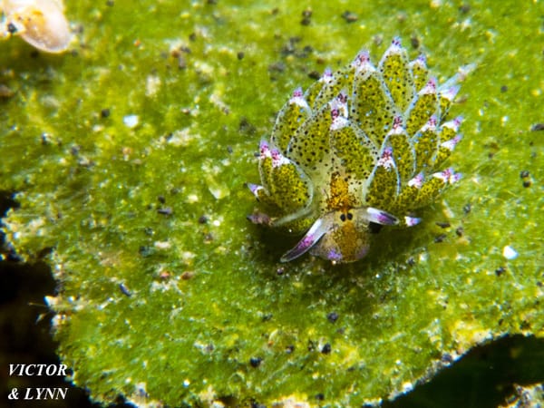 Shaun the Sheep Shaun The Sheep keeps the Algae under control in Lembeh