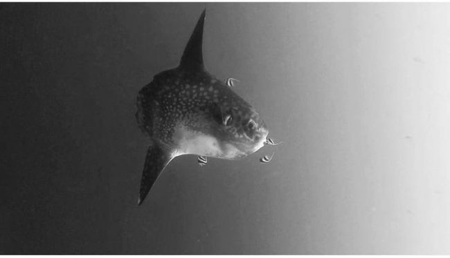 Mola Black and white Mola picture