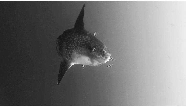 Mola Black and white Mola picture