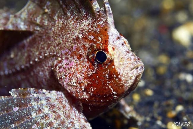 Cockatoo waspfish – resized Cockatoo Waspfish - Bird, Insect or Fish of Lembeh?