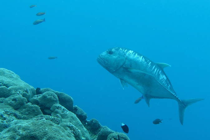 Giant Trevally Beate Gangs of Giant Trevallies around Penida