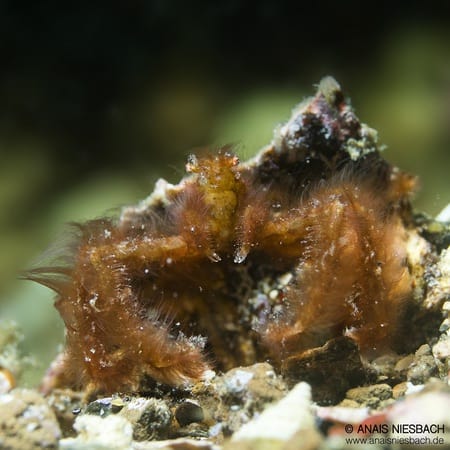 Lembeh furry Orangutan Crab