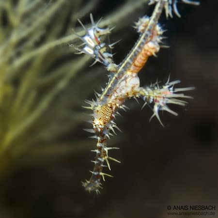 The Elegant Ornate Ghost Pipefish of Lembeh Strait
