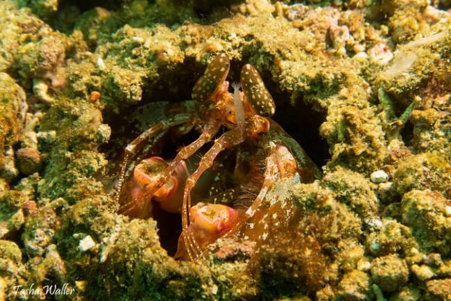 Golden Mantis The Orange Spearer Mantis Shrimp Packs a Punch in Lembeh