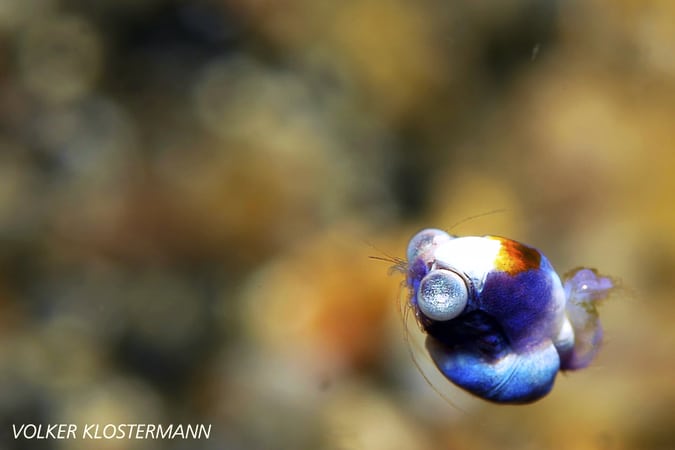 Idiomysis – resized Idiomysis Cuteness Lembeh Strait