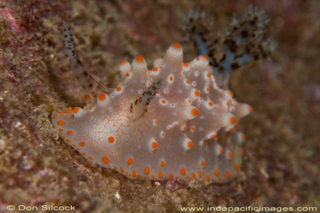 Lombok_10_Jan_D03_078-Edit diving in south lombok christmas