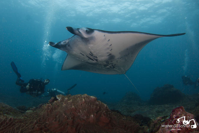 Manta Walter Different year, but same great Manta dives