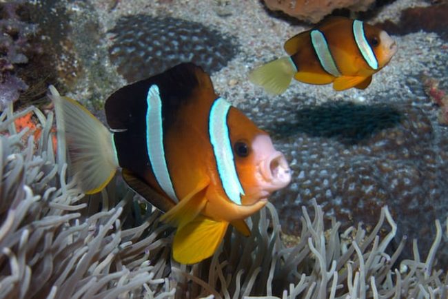 Nemo Beate Fishy snorkeling around Penida & Lembongan