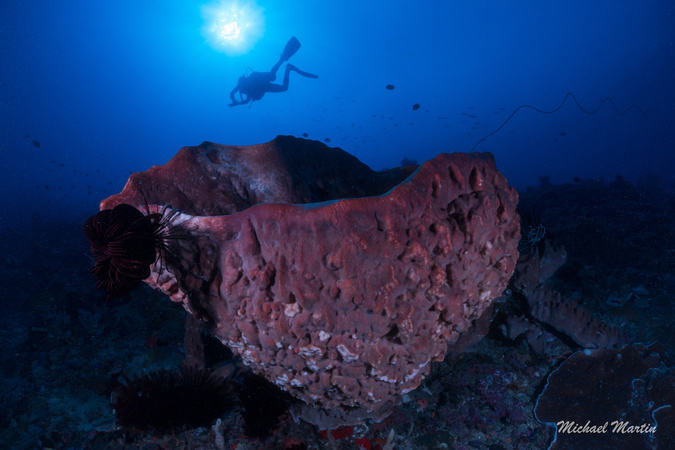 Sponge Michael Flying over underwater gardens in Lembongan