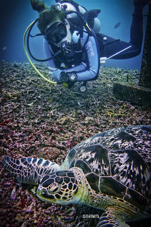 UWadventures Turtles Lion Fish Nudibranch Gili Air