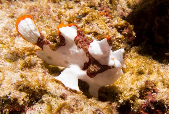 Clown Frogfish Sam Crouch Clown Frogfish at Manta Point on Lembongan!