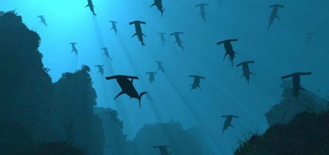 Lombok Hammerheads Hammerheads South Lombok