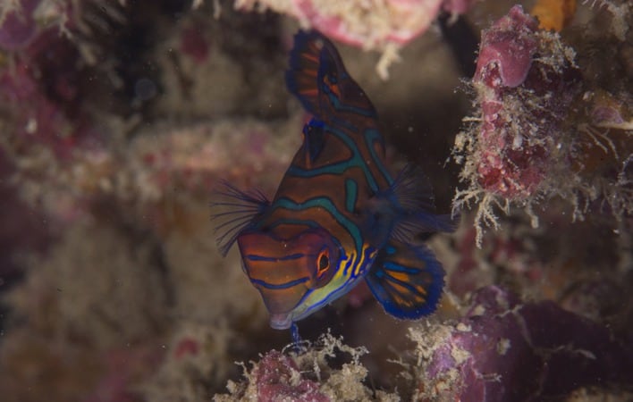 Mandarin mandarin fish gili air
