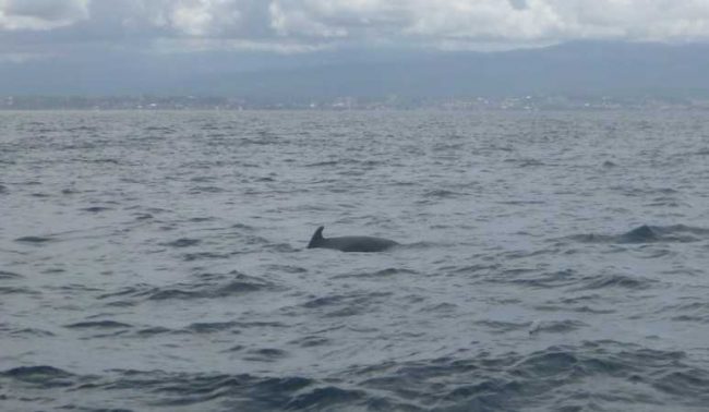 Pilotwhales bunaken pilot whales Bunaken