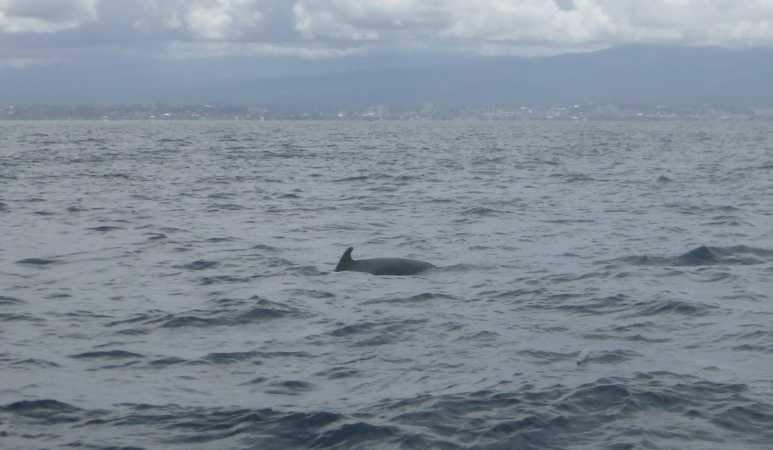 Pilotwhales bunaken pilot whales Bunaken
