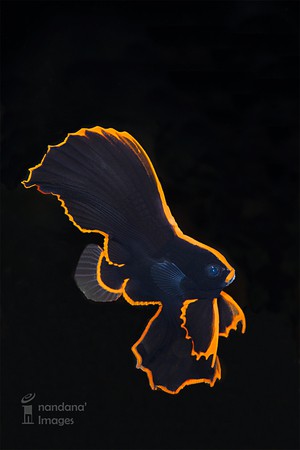 Discover The Beautiful Juvenile Pinnate Spadefish in Lembeh