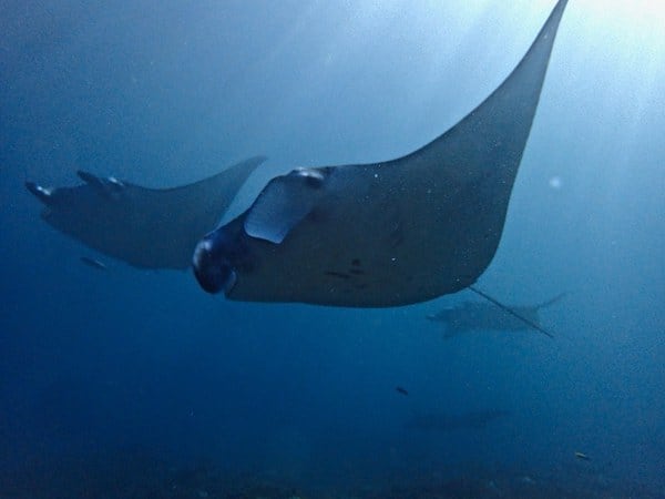 Mantes Anna Heaps of Mantas at Manta Point