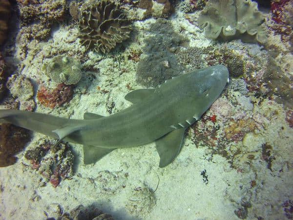 Bamboo shark Simone Bamboo Sharks at Nusa Penida