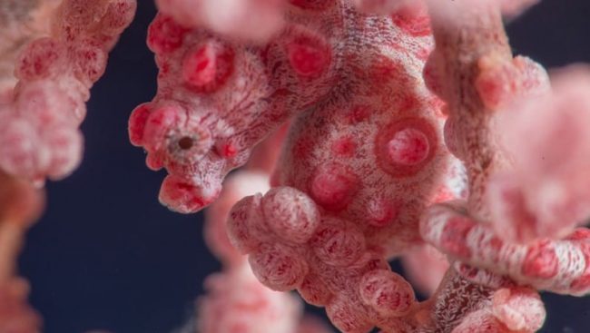 Pygmy Seahorses