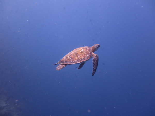Turtle bunaken Crystal clear water bunaken