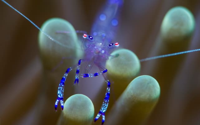 Anenome Shrimp Discovery Scuba Diving