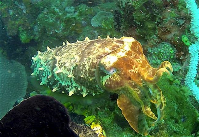 Cuttlefish Hatching in Lembeh