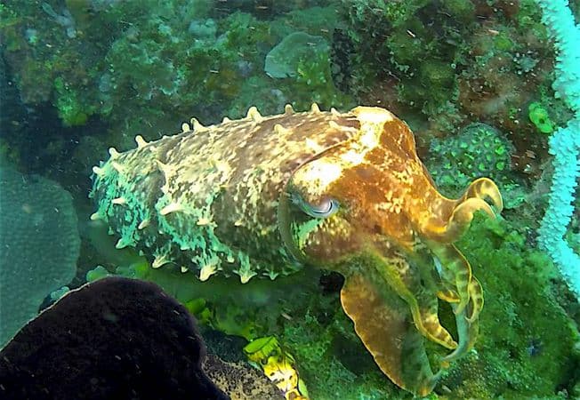 Cuttlefish Hatching in Lembeh
