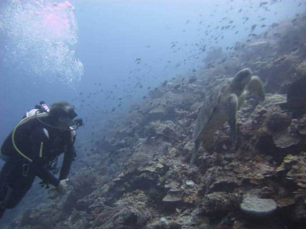 Wall and Turtle Bunaken walls