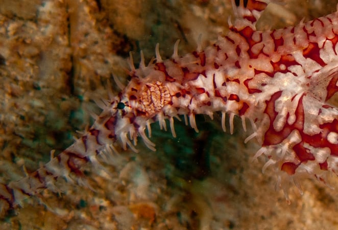 ghost pipefish head ornate ghost pipe fish in bunaken