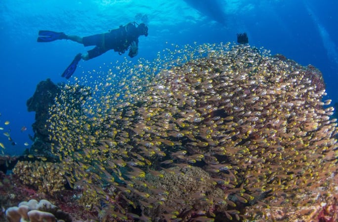 Diverse aquatic life await you in Gili Air!