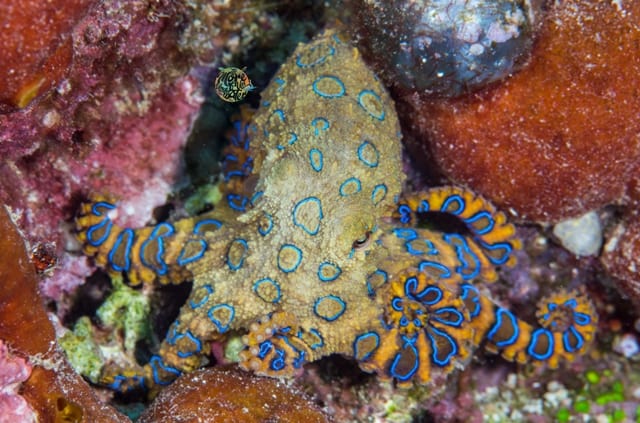 Blue Ring Octopus Blue Ring Octopus in Gili Air