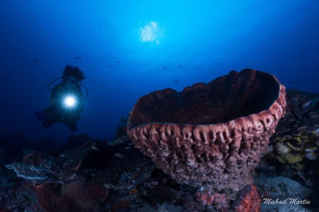 Sponge Baron Michael Massive sponges in Nusa Lembongan