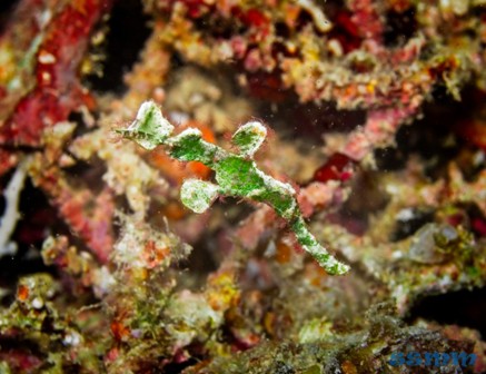 GPF Night Dive in Gili Air