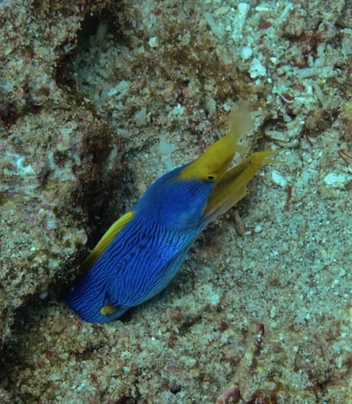 Ribbon Eel Jade Colorful ribbon eels at Sental