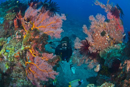 Divemaster Trainee Divemaster Course Location Two- Gili Air