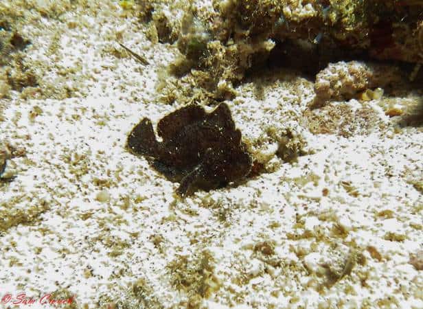 baby frog fish Baby Frog Fish on Night Dive