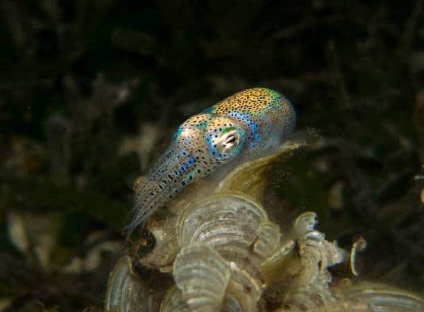 bobtail night diving in Bunaken