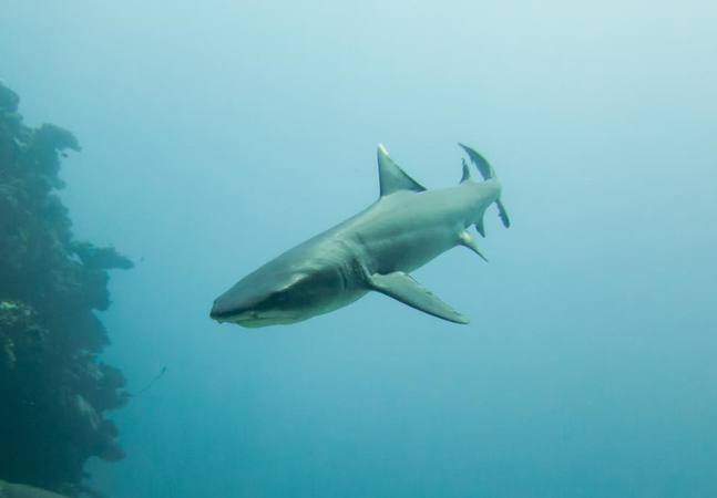 white tip reef shark Sharks! Reward For Sunrise Divers