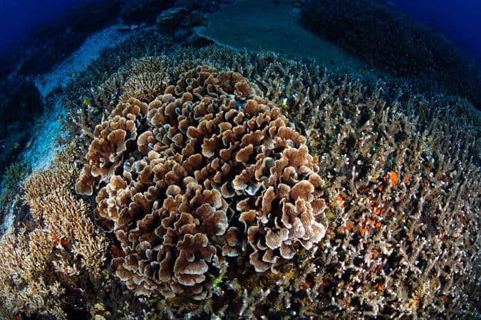 Uwe Coral Healthy and colorful reefs around Lembongan