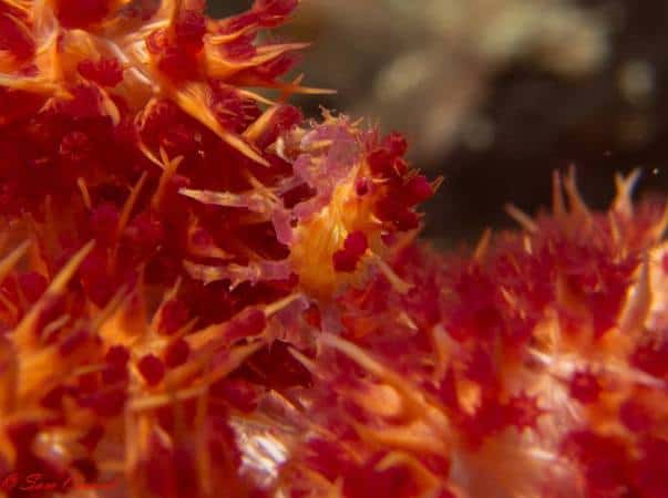 31949693_10156439868085152_5005238540389318656_n Is that really a crab?