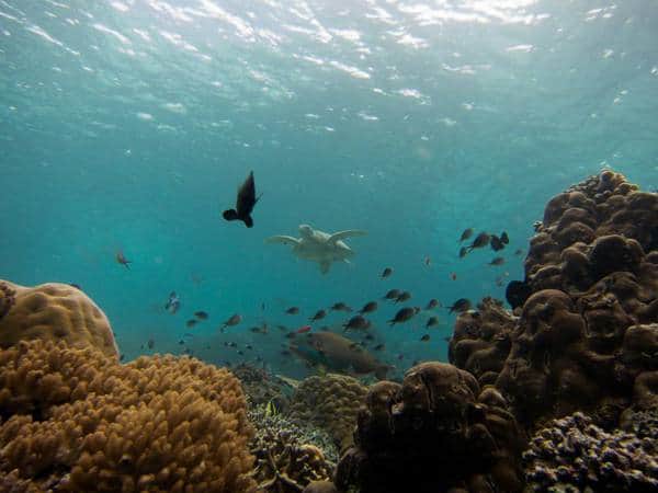 Turtle reef Our house reef is simply breathtaking