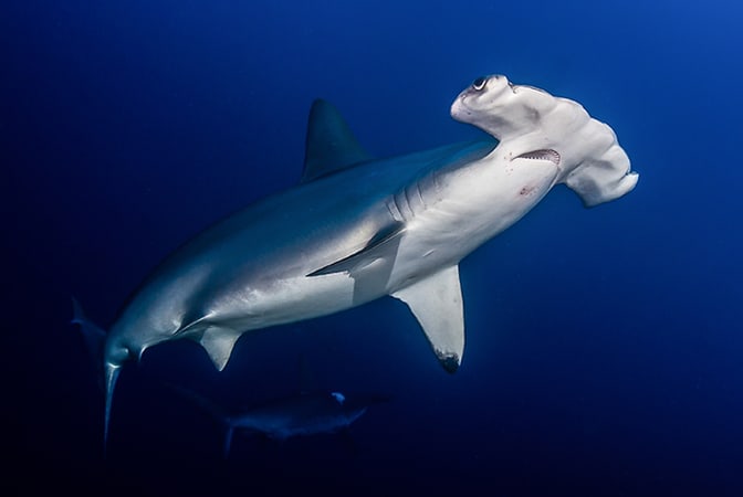 Hammerhead Shark Indonesia Amed Lombok