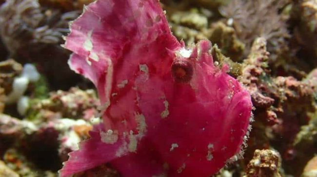 Leaf_scorpion_lembongan