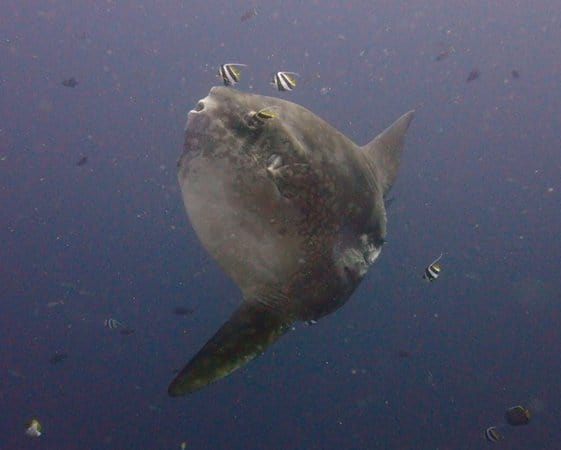 Mola Octavia Dreams becoming realities Part 2 (Why Two Fish?)