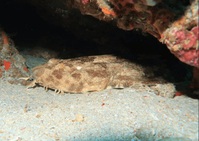 Wobbegong Resident Wobbegong sharks at Nusa Lembongan