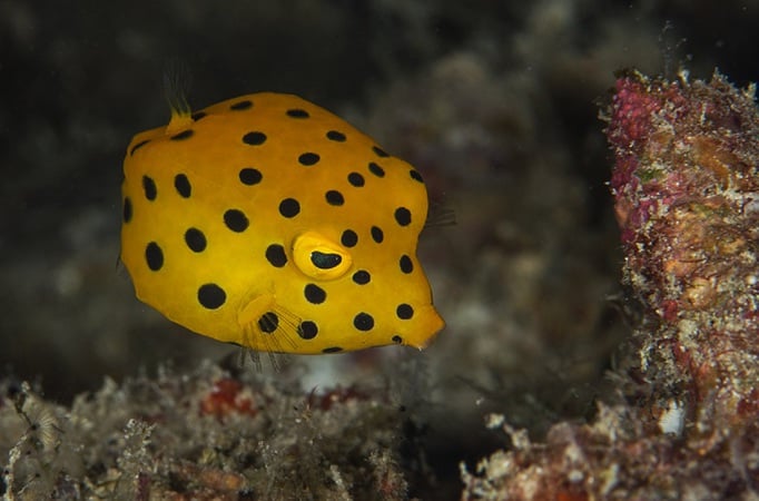 Juvenile Box Fish Juvenile Box Fish Gili Air