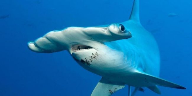 Scalloped Hammerhead Fact File Scalloped Hammerhead shark