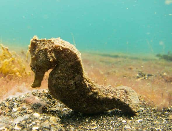 Its a baby seahorse Its a baby seahorse