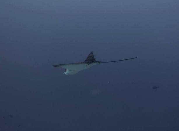 Eagle Ray Eagle Ray