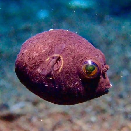 Juvenile Pufferfish